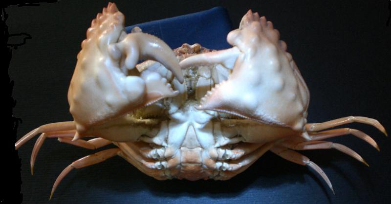 Calappa pustulosa T.F.C. ventral view.bmp